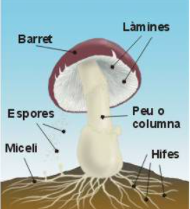 Com ho fan les plantes i els fongs per reproduir-se? Com ho fan les plantes i els fongs per reproduir-se?